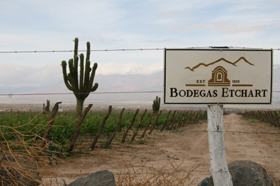 010 Vineyard near Cafayate IMG_5750.jpg